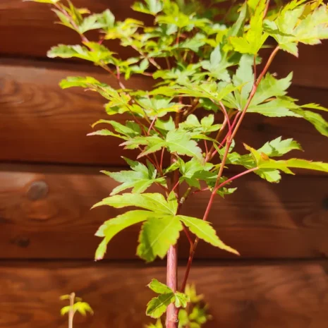 acer-palmatum-sangokaku-japan-juhar-premiumplants-1 Acer palmatum 'Sangokaku' -Japán juhar