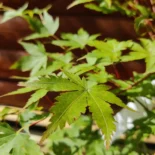 Acer palmatum 'Sangokaku' -Japán juhar
