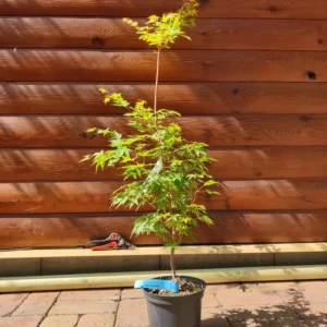Acer palmatum 'Sangokaku' -Japán juhar