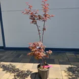 Acer palmatum 'Skateer's Broom' -Japán juhar