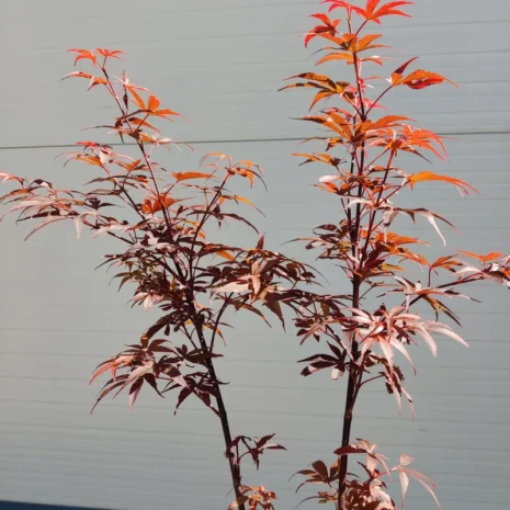 acer-palmatum-skateers-broom-japan-juhar-premiumplants-3l-2 Acer palmatum 'Skateer's Broom' -Japán juhar