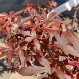 Acer palmatum 'Skateer's Broom' -Japán juhar