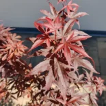 Acer palmatum 'Skateer's Broom' -Japán juhar