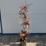 Acer palmatum 'Skateer's Broom' -Japán juhar