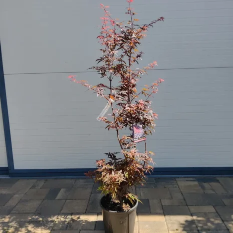 acer-palmatum-skateers-broom-japan-juhar-premiumplants-9l-1 Acer palmatum 'Skateer's Broom' -Japán juhar