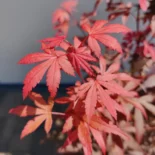 Acer palmatum 'Skateer's Broom' -Japán juhar