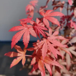 Acer palmatum 'Skateer's Broom' -Japán juhar