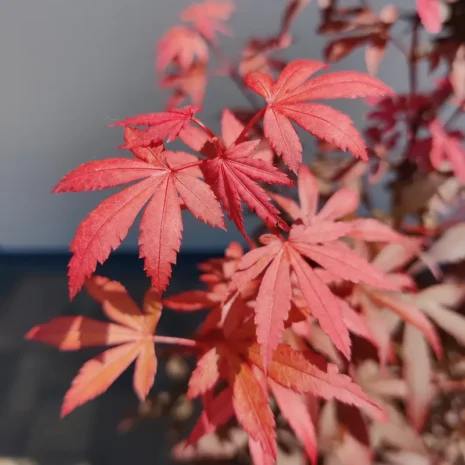 Acer palmatum 'Skateer's Broom' -Japán juhar