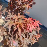 Acer palmatum 'Skateer's Broom' -Japán juhar
