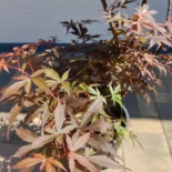 Acer palmatum 'Skateer's Broom' -Japán juhar