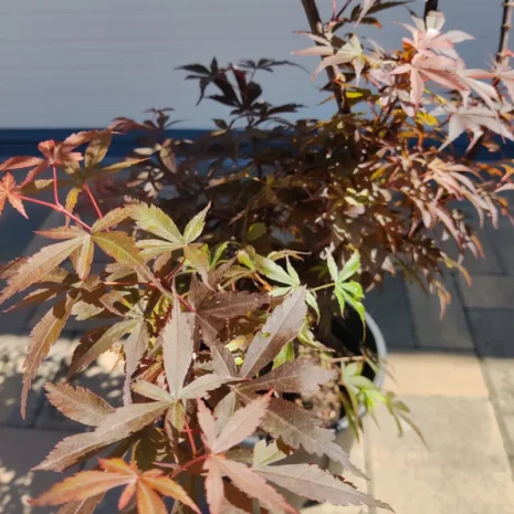 acer-palmatum-skateers-broom-japan-juhar-premiumplants-9l-4 Acer palmatum 'Skateer's Broom' -Japán juhar