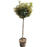 Elaeagnus ebbingei – Ezüstfa