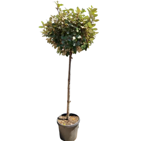 elaeagnus-ebbingei-ezustfa-1 Elaeagnus ebbingei – Ezüstfa