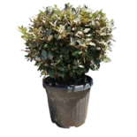 Elaeagnus ebbingei – Ezüstfa