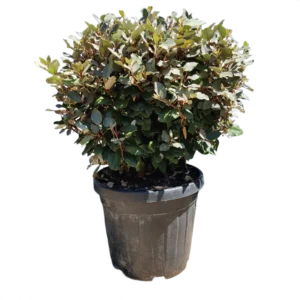 Elaeagnus ebbingei – Ezüstfa