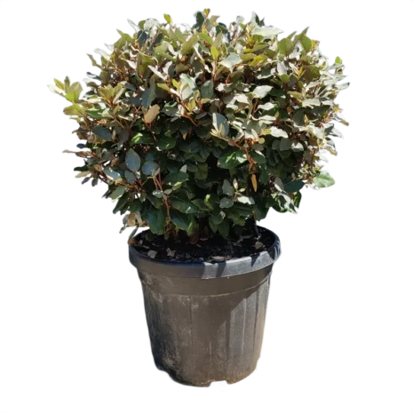 Elaeagnus ebbingei – Ezüstfa