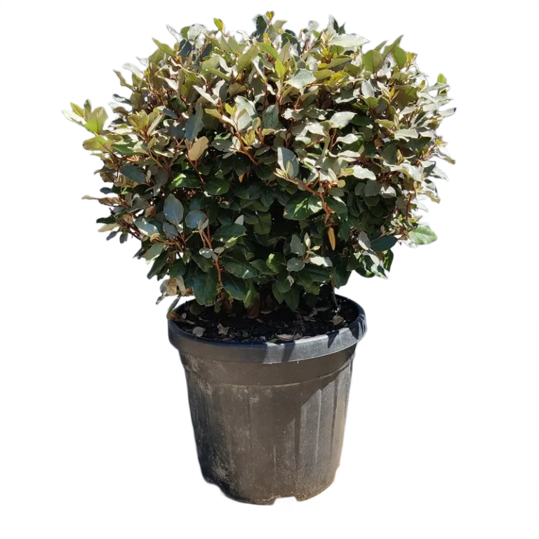 Elaeagnus ebbingei – Ezüstfa