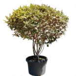 elaeagnus-ebbingei-ezustfa-4