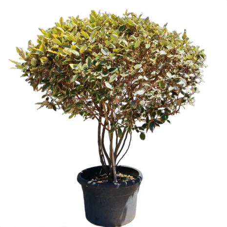 elaeagnus-ebbingei-ezustfa-4 elaeagnus-ebbingei-ezustfa-4