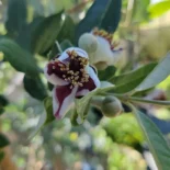 Feijoa sellowiana – ananászguáva, mirtuszdió