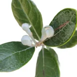 Feijoa sellowiana – ananászguáva, mirtuszdió