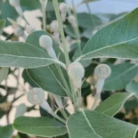Feijoa sellowiana – ananászguáva, mirtuszdió