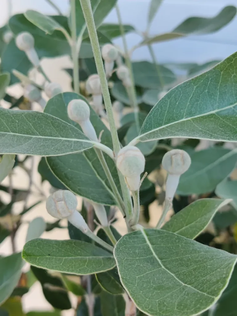 Feijoa sellowiana – ananászguáva, mirtuszdió
