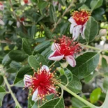 Feijoa sellowiana – ananászguáva, mirtuszdió