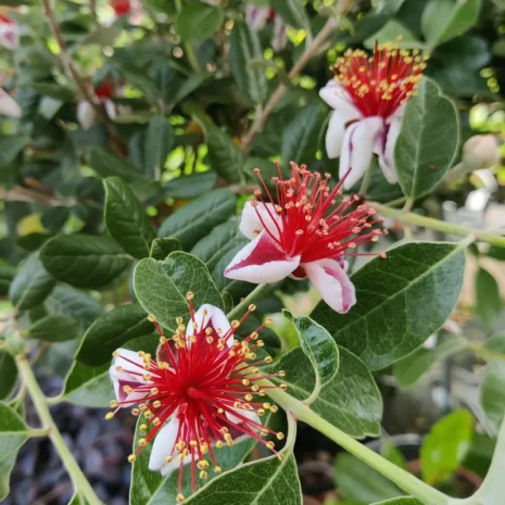 feijoa-sellowiana-ananaszguava-mirtuszdio-premiumplants-8 Feijoa sellowiana – ananászguáva, mirtuszdió