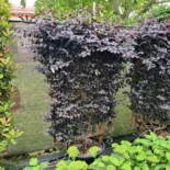 Loropetalum chinense ‘Black Pearl’ – Kínai rojtosvirág