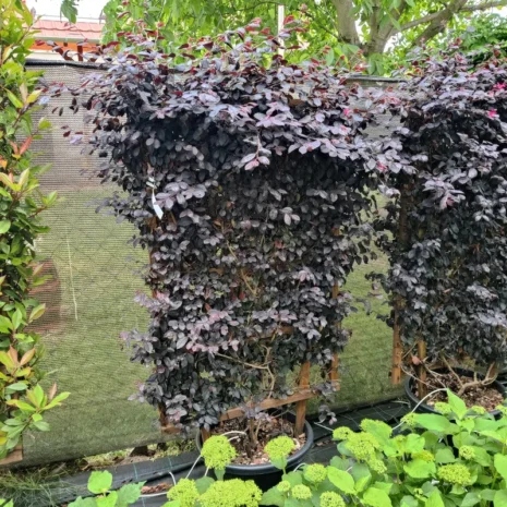 loropetalum-chinense-black-pearl-kinai-rojtosvirag-10 Loropetalum chinense ‘Black Pearl’ – Kínai rojtosvirág