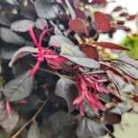 Loropetalum chinense ‘Black Pearl’ – Kínai rojtosvirág