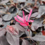 Loropetalum chinense ‘Black Pearl’ – Kínai rojtosvirág