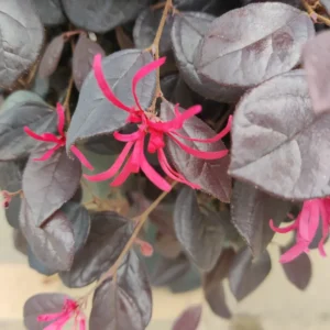 Loropetalum chinense ‘Black Pearl’ – Kínai rojtosvirág