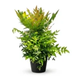 Nandina domestica 'Gulf Stream' – japán szentfa