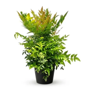 Nandina domestica 'Gulf Stream' – japán szentfa
