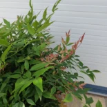 Nandina domestica – japán szentfa