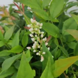 Nandina domestica – japán szentfa