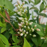 Nandina domestica – japán szentfa