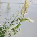 Salix Integra 'Hakuro Nishiki' - Tarka levelű japán fűz