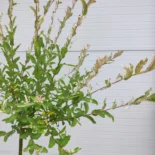 Salix Integra 'Hakuro Nishiki' - Tarka levelű japán fűz