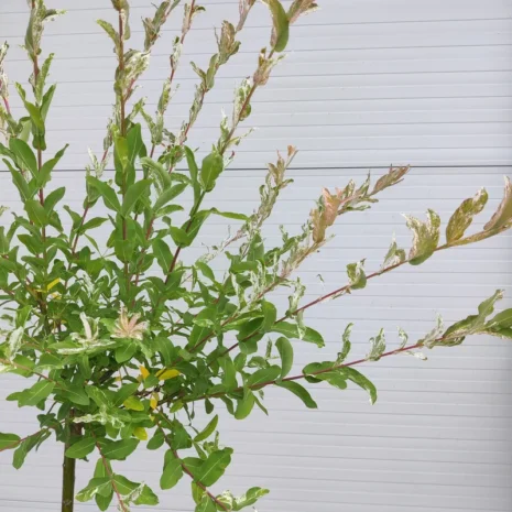 salix-integra-hakuro-nishiki-tarka-levelu-japan-fuz-2 Salix Integra 'Hakuro Nishiki' - Tarka levelű japán fűz