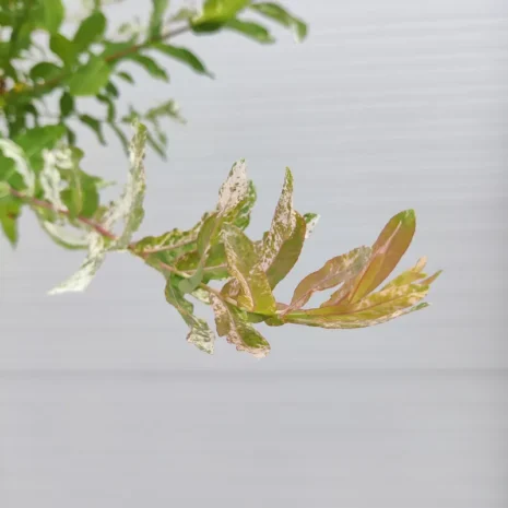 salix-integra-hakuro-nishiki-tarka-levelu-japan-fuz-3 Salix Integra 'Hakuro Nishiki' - Tarka levelű japán fűz