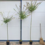 Salix Integra 'Hakuro Nishiki' - Tarka levelű japán fűz