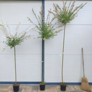 Salix Integra 'Hakuro Nishiki' - Tarka levelű japán fűz