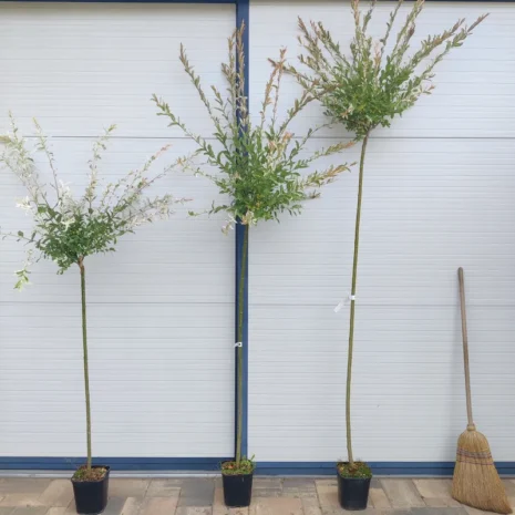 Salix Integra 'Hakuro Nishiki' - Tarka levelű japán fűz