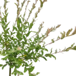 Salix Integra 'Hakuro Nishiki' - Tarka levelű japán fűz