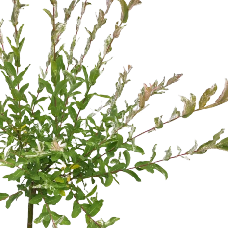 salix-integra-hakuro-nishiki-tarka-levelu-japan-fuz-8 Salix Integra 'Hakuro Nishiki' - Tarka levelű japán fűz