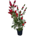 Callistemon citrinus – kefefa, kefevirág