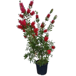 Callistemon citrinus – kefefa, kefevirág